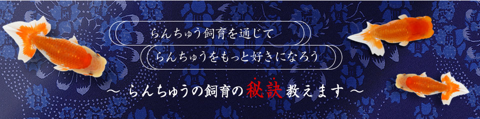 らんちゅう飼育を通じてもっと好きになろう！らんちゅう飼育の秘訣教えます。